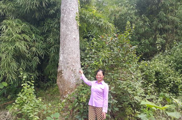 Chuyện đời người bảo vệ 20 cây nghiến nghìn năm tuổi - 1