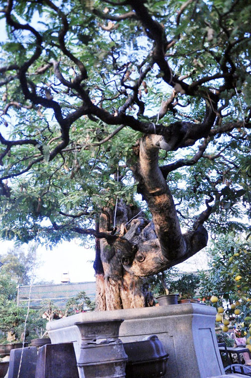 Ngắm cụ me trăm tuổi bạc tỷ ở Sài Gòn - 10