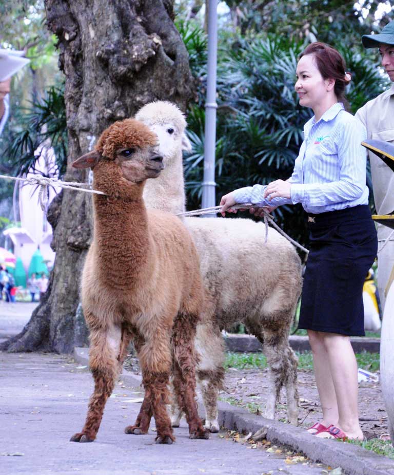 Ngắm lạc đà không bướu lần đầu xuất hiện ở Sài Gòn - 4