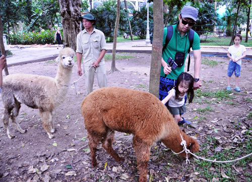 Ngắm lạc đà không bướu lần đầu xuất hiện ở Sài Gòn - 10