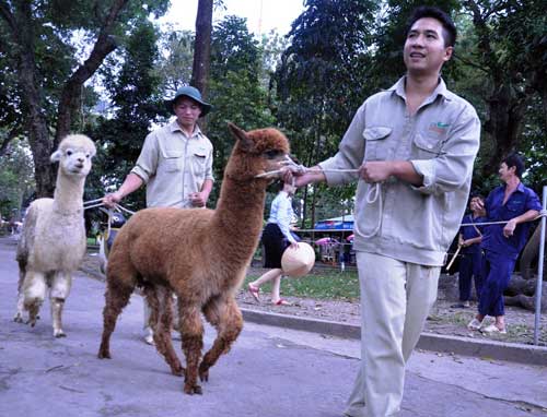 Ngắm lạc đà không bướu lần đầu xuất hiện ở Sài Gòn - 13