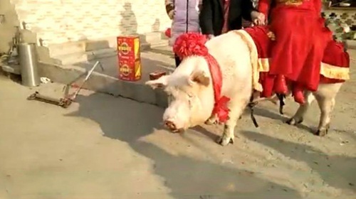Cô dâu &#34;cưỡi&#34; lợn hơn 600kg về nhà chồng khiến dân làng náo loạn - 3