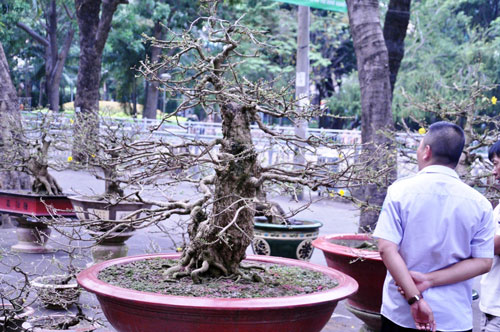 Ngắm mai “hái đồng”, mai “độc thủ đại hiệp” ở chợ hoa Tết Sài Gòn - 1