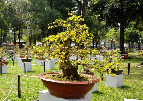 Ngắm mai “hái đồng”, mai “độc thủ đại hiệp” ở chợ hoa Tết Sài Gòn - 7