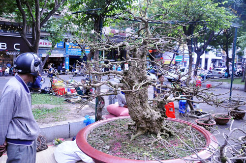 Ngắm mai “hái đồng”, mai “độc thủ đại hiệp” ở chợ hoa Tết Sài Gòn - 2