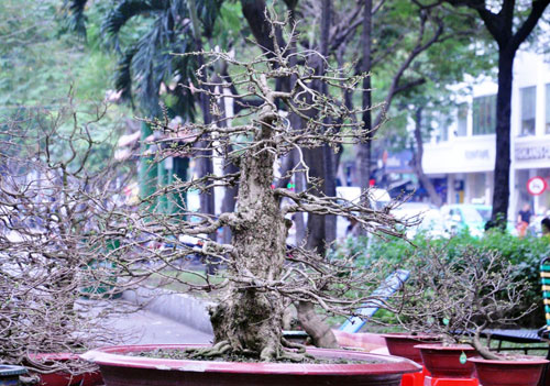 Ngắm mai “hái đồng”, mai “độc thủ đại hiệp” ở chợ hoa Tết Sài Gòn - 5