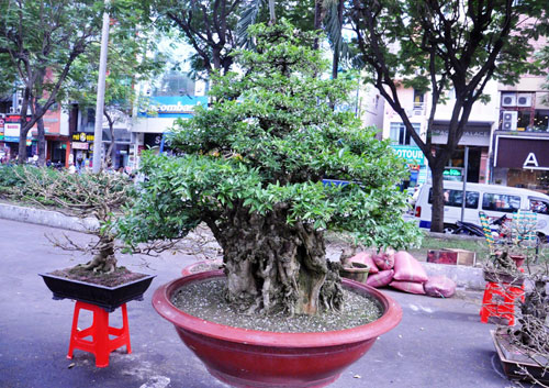 Ngắm mai “hái đồng”, mai “độc thủ đại hiệp” ở chợ hoa Tết Sài Gòn - 13