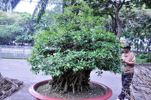Ngắm mai “hái đồng”, mai “độc thủ đại hiệp” ở chợ hoa Tết Sài Gòn - 10