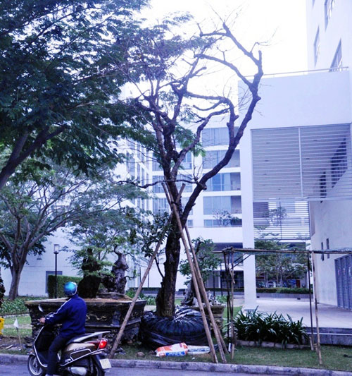 Cây mai 160 tuổi, cao 6m, giá 1,6 tỷ xuất hiện ở Sài Gòn Cây mai 160 tuổi, cao 6m, giá 1,6 tỷ xuất hiện ở Sài Gòn