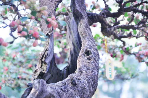 Ngắm cây dâu hàng chục năm tuổi trái sum suê, chín mọng ở SG - 3
