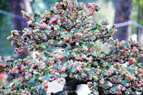 Ngắm cây dâu hàng chục năm tuổi trái sum suê, chín mọng ở SG - 1