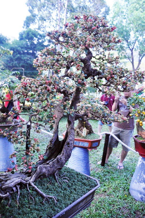 Ngắm cây dâu hàng chục năm tuổi trái sum suê, chín mọng ở SG - 2
