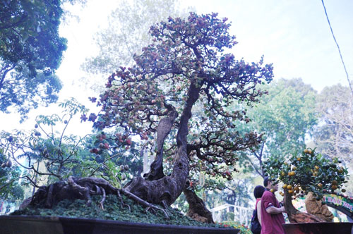 Ngắm cây dâu hàng chục năm tuổi trái sum suê, chín mọng ở SG - 5
