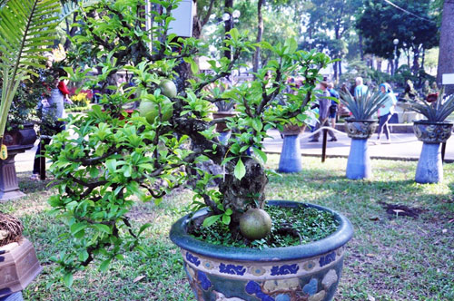 Ngắm cây dâu hàng chục năm tuổi trái sum suê, chín mọng ở SG - 10
