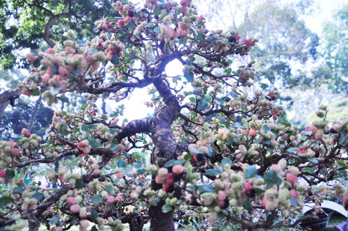 Ngắm cây dâu hàng chục năm tuổi trái sum suê, chín mọng ở SG - 6