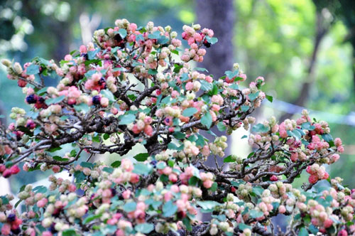 Ngắm cây dâu hàng chục năm tuổi trái sum suê, chín mọng ở SG - 7