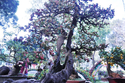 Ngắm cây dâu hàng chục năm tuổi trái sum suê, chín mọng ở SG - 9