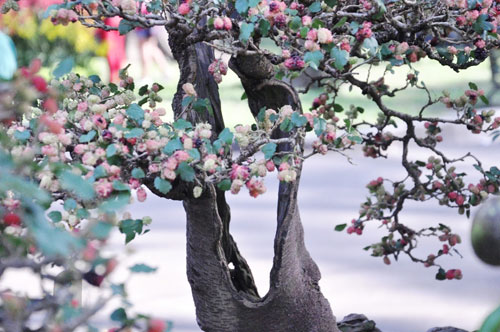 Ngắm cây dâu hàng chục năm tuổi trái sum suê, chín mọng ở SG - 4