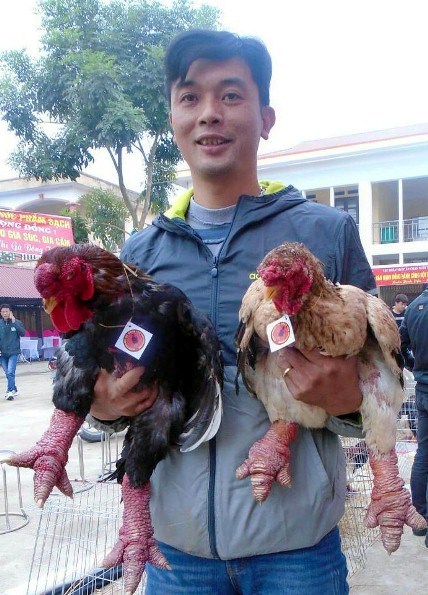 Ngắm cặp gà Đông Tảo có đôi chân đẹp nhất Việt Nam Ngắm cặp gà Đông Tảo có đôi chân đẹp nhất Việt Nam