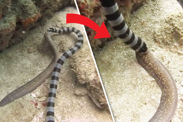 Video: Rắn biển kịch độc ăn tươi nuốt sống lươn khổng lồ - 1