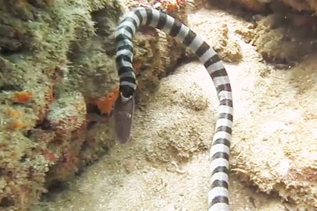 Video: Rắn biển kịch độc ăn tươi nuốt sống lươn khổng lồ - 2