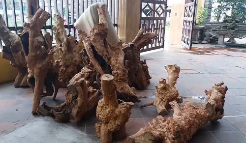 Đổ xô săn “báu vật” vườn quốc gia Phong Nha – Kẻ Bàng Đổ xô săn “báu vật” vườn quốc gia Phong Nha – Kẻ Bàng