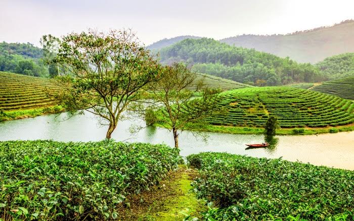 amp;#34;Ốc đảoamp;#34; chè xanh đẹp mê hồn giữa miền Tây xứ Nghệ - 2