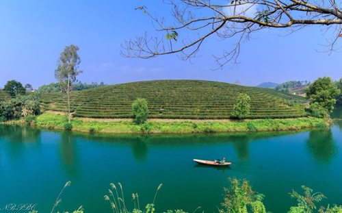 amp;#34;Ốc đảoamp;#34; chè xanh đẹp mê hồn giữa miền Tây xứ Nghệ - 5