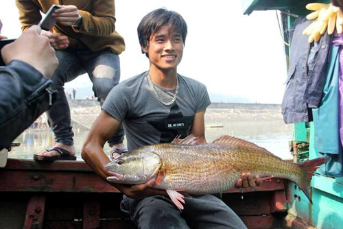Cá vàng óng ánh ở Nghệ An: Chủ nhân “đứt ruột” bán cá giá bèo - 1