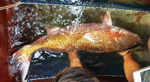 Cá vàng óng ánh ở Nghệ An: Chủ nhân “đứt ruột” bán cá giá bèo - 2