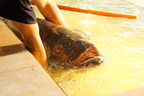 Kinh ngạc cá mú khổng lồ, dài gần 2m &#34;vẫy vùng&#34; ở Sài Gòn - 5