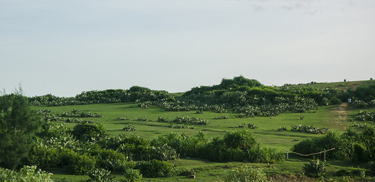 Ghé Phú Yên thăm phim trường “hoa vàng cỏ xanh” - 6