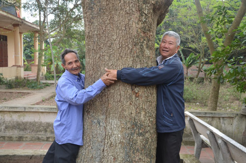 Cận cảnh “cụ” sưa 400 tuổi được đại gia gỗ săn đón ở Bắc Ninh - 3