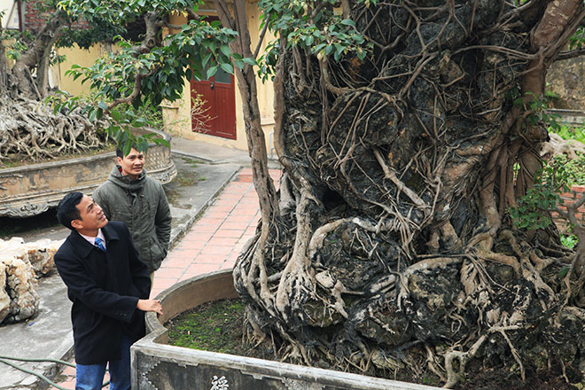 Doanh nhân đổi 8 lô đất ở Thủ đô lấy cây sanh cổ nhất châu Á - 3