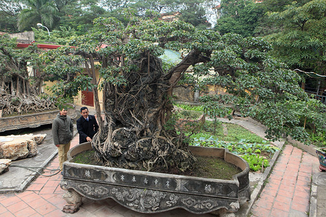 Doanh nhân đổi 8 lô đất ở Thủ đô lấy cây sanh cổ nhất châu Á - 1