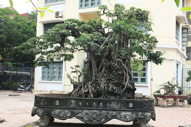 Doanh nhân đổi 8 lô đất ở Thủ đô lấy cây sanh cổ nhất châu Á - 2
