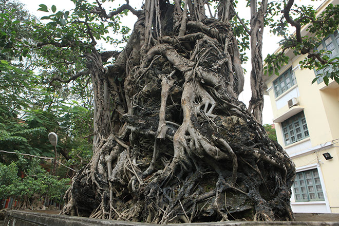 Doanh nhân đổi 8 lô đất ở Thủ đô lấy cây sanh cổ nhất châu Á - 5