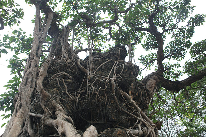 Doanh nhân đổi 8 lô đất ở Thủ đô lấy cây sanh cổ nhất châu Á - 8