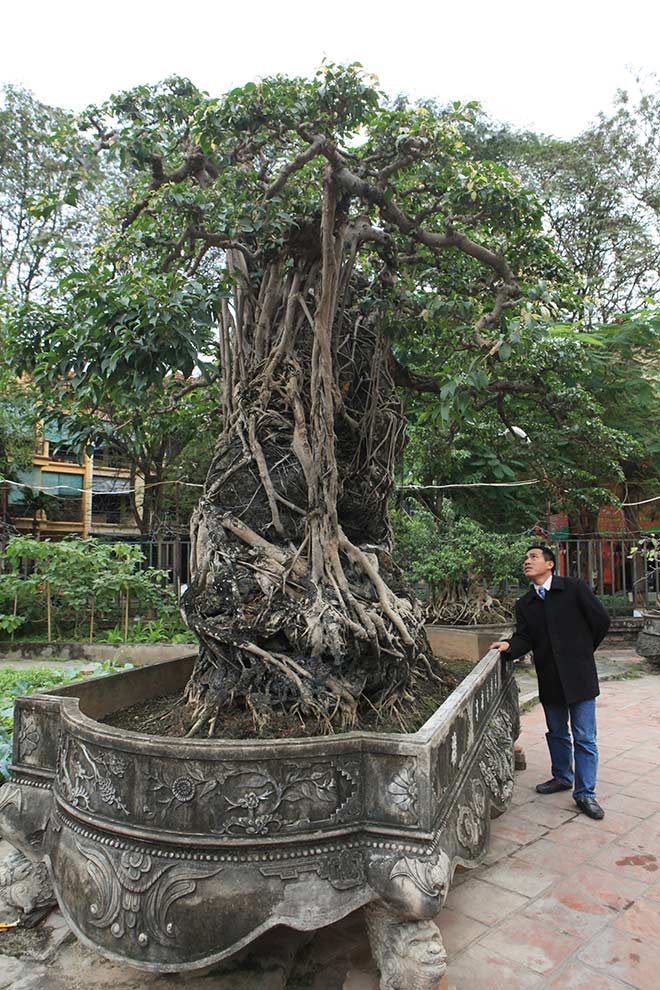 Doanh nhân đổi 8 lô đất ở Thủ đô lấy cây sanh cổ nhất châu Á - 4