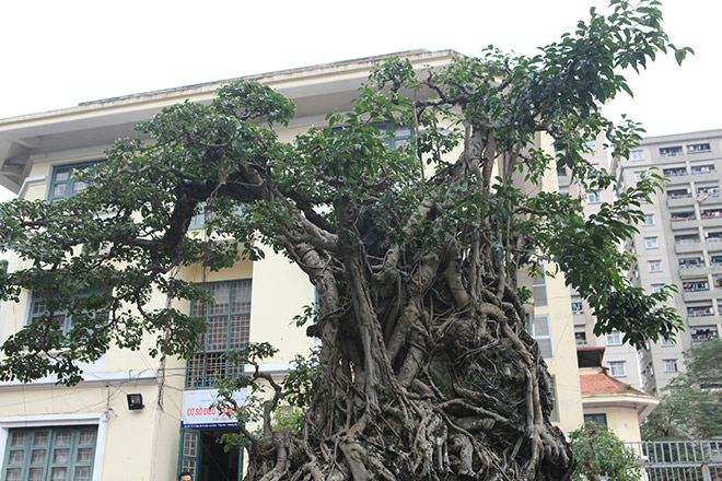 Doanh nhân đổi 8 lô đất ở Thủ đô lấy cây sanh cổ nhất châu Á - 9