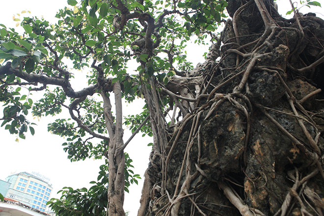 Doanh nhân đổi 8 lô đất ở Thủ đô lấy cây sanh cổ nhất châu Á - 7