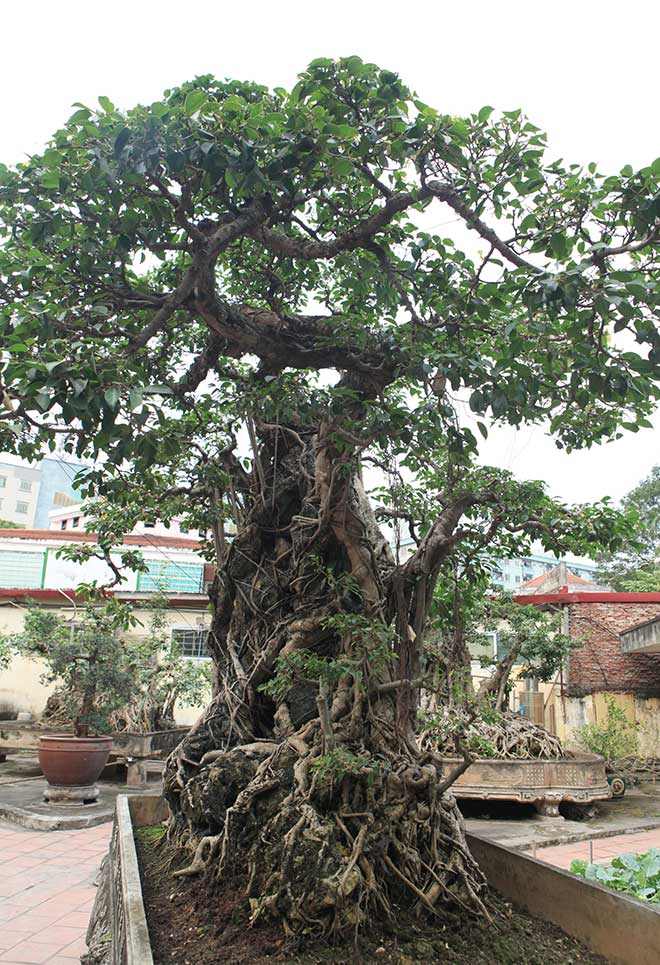 Doanh nhân đổi 8 lô đất ở Thủ đô lấy cây sanh cổ nhất châu Á - 6