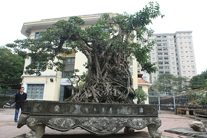 Doanh nhân đổi 8 lô đất ở Thủ đô lấy cây sanh cổ nhất châu Á - 12