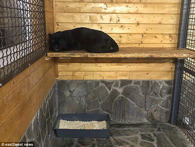 Nga: Mở cửa chuồng cho báo đen ăn, bị cắn cổ chết tại chỗ - 2