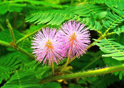 6 c&acirc;y thuốc nam hỗ trợ điều trị mất ngủ cực tốt hiện nay - 3