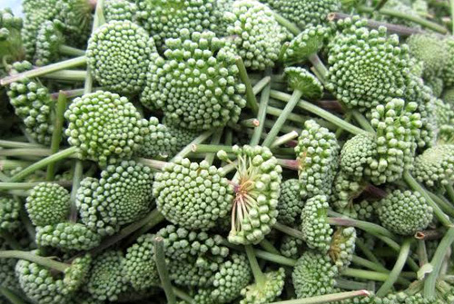 6 c&acirc;y thuốc nam hỗ trợ điều trị mất ngủ cực tốt hiện nay - 4