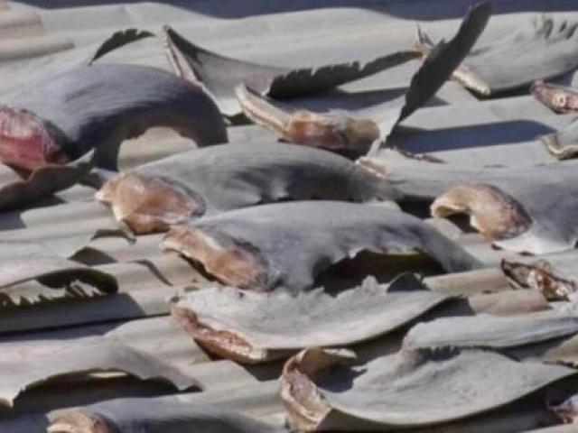Kiểm tra gấp vụ ”vây cá mập trên mái nhà sứ quán Việt Nam”