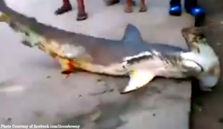 Philippines: Cá mập khổng lồ lên bờ, bị dân đánh đập đến chết - 1