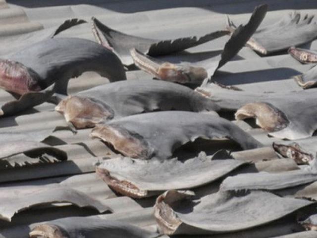 Bộ Ngoại giao trả lời về vụ phơi vây cá mập trên mái nhà ở Chile