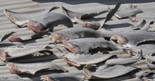 Bộ Ngoại giao trả lời về vụ phơi vây cá mập trên mái nhà ở Chile - 1